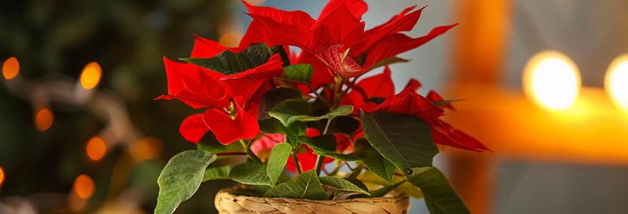 fleurs à offrir pour Noël